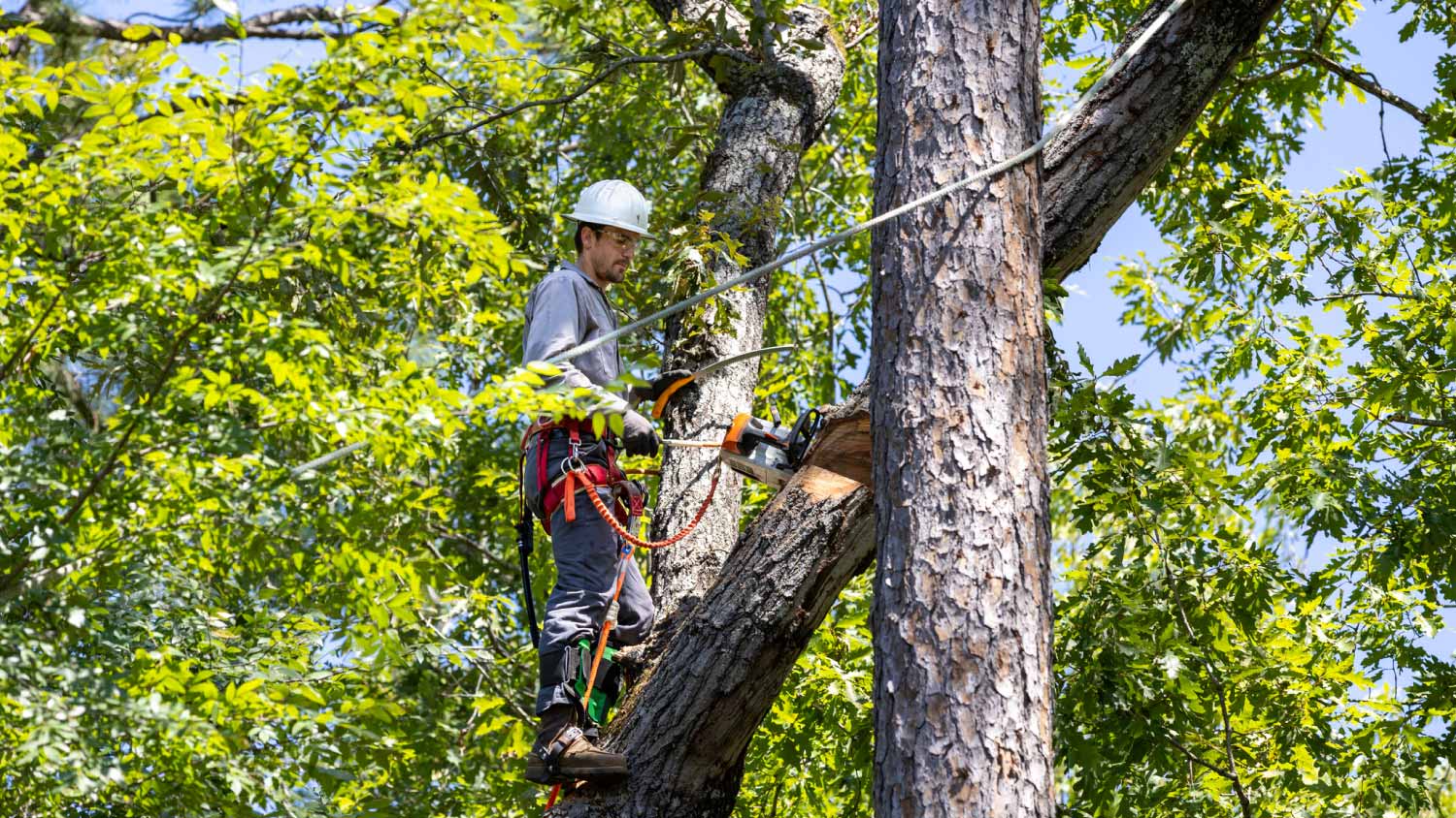 Arborist removing tree limbs