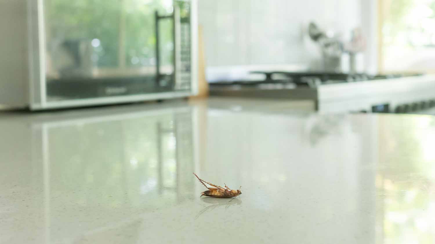 Dead cockroach on a kitchen bench