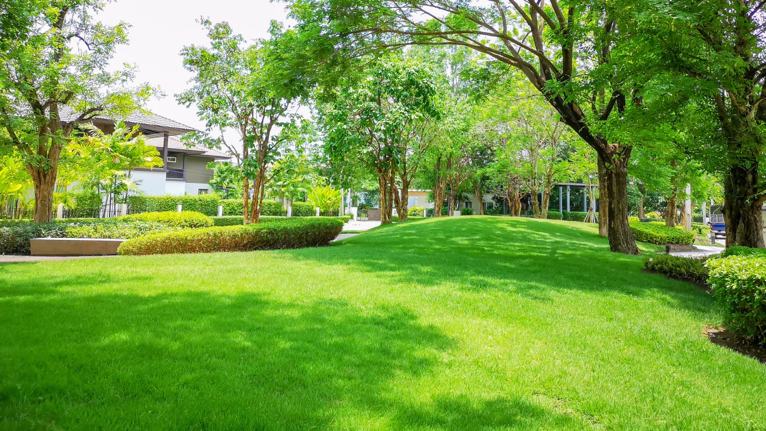 Fresh green carpet grass