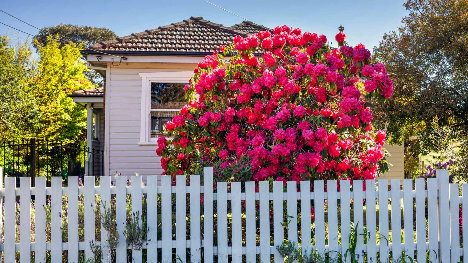 White fence and pink tree