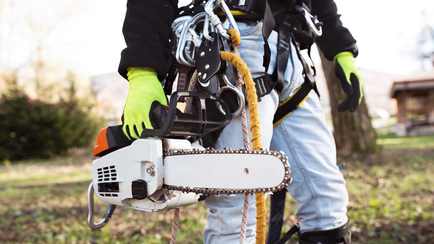 lumberjack with chainsaw to cut tree