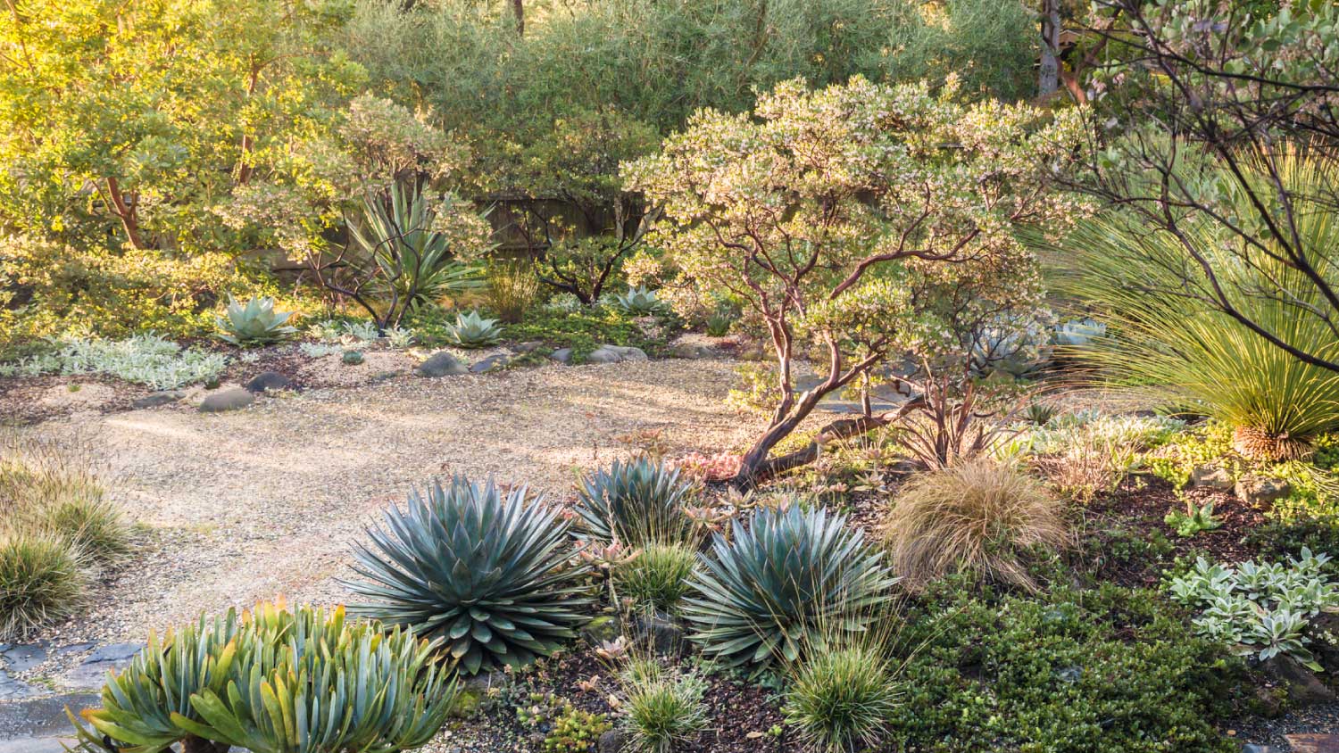 View of drought resistant garden