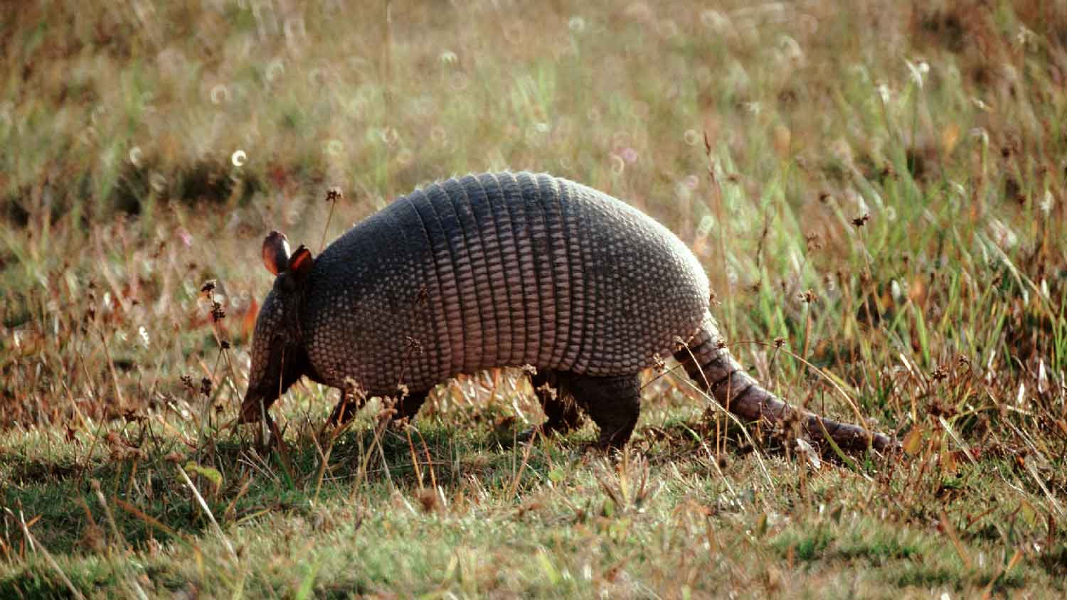 An armadillo in a yard