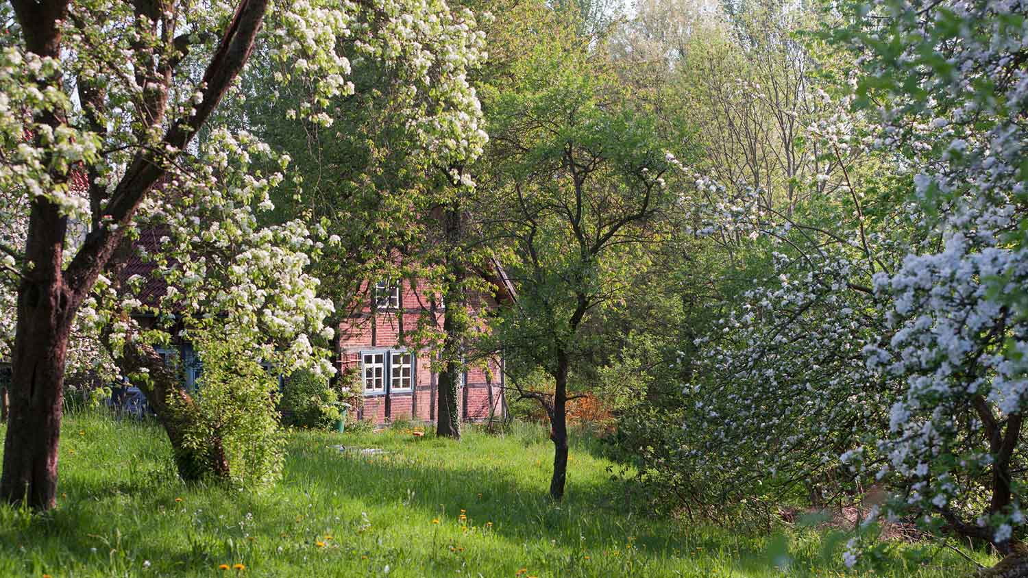Farm house with blooming apple trees in the yard