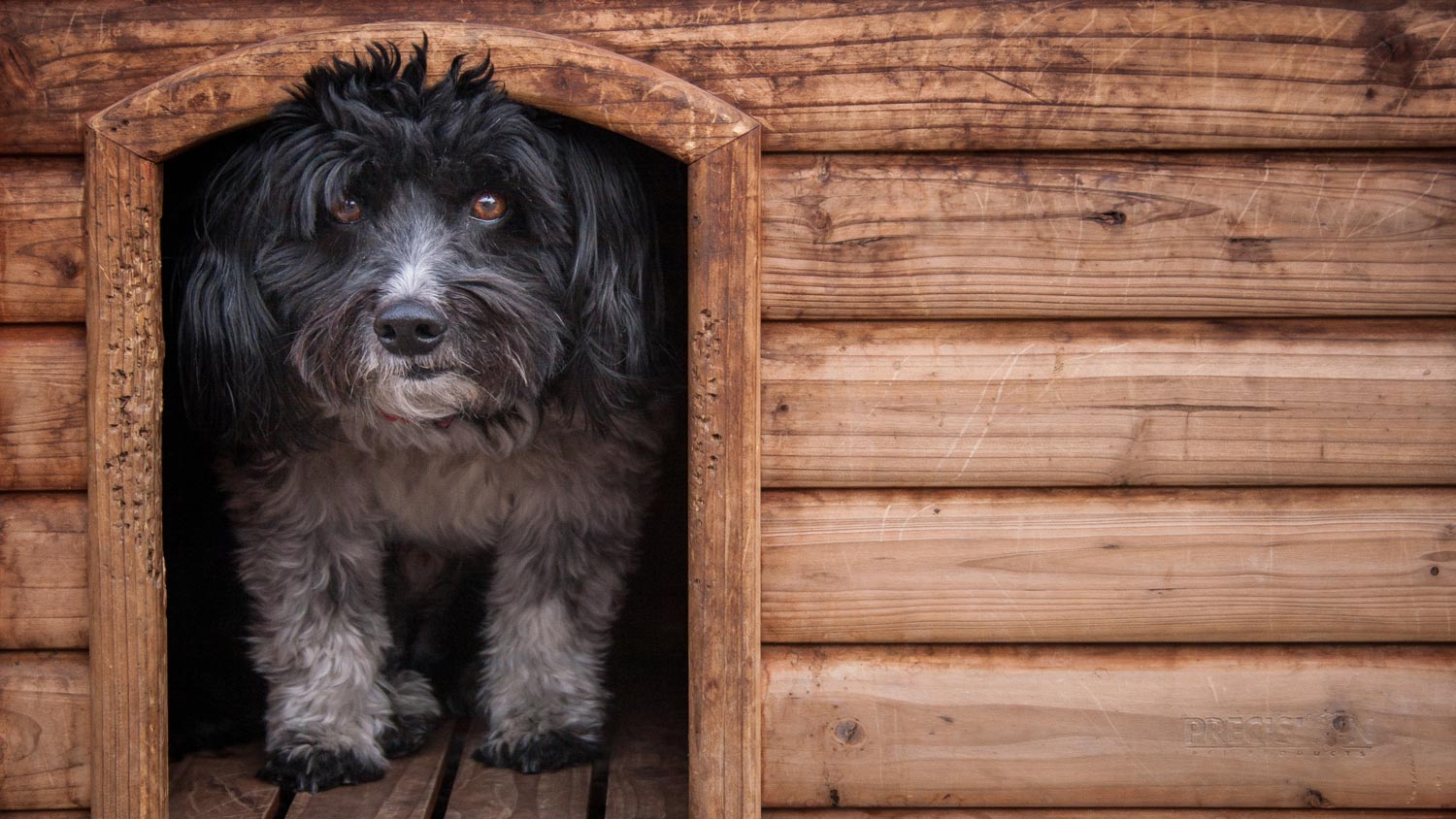 A dog peeking out of his wooden house