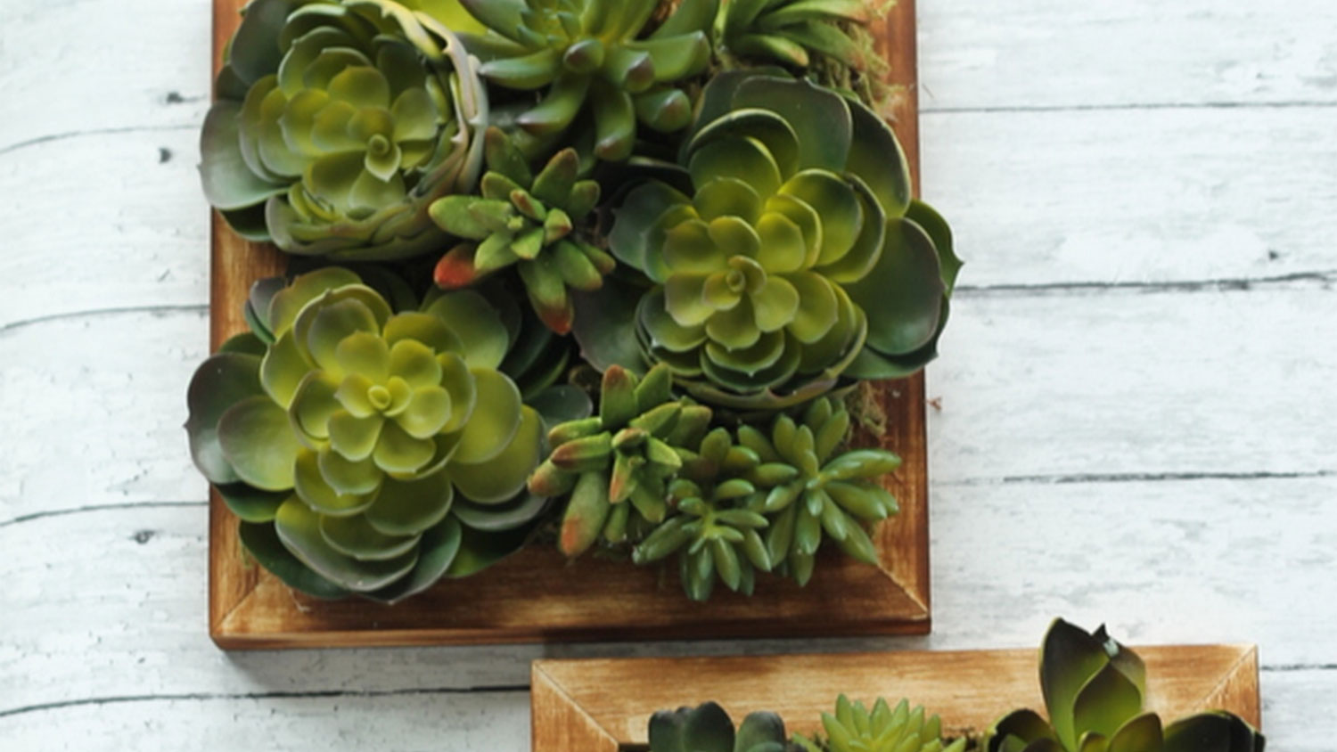 Faux succulents in a picture frame