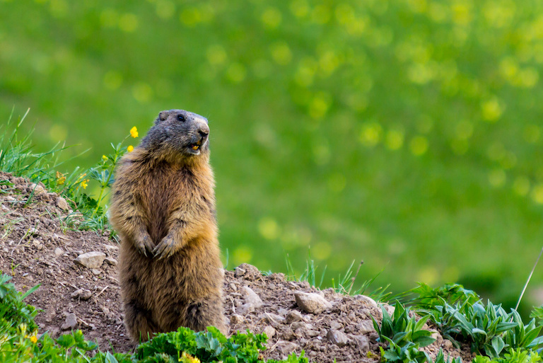 groundhog standing in grassy yard