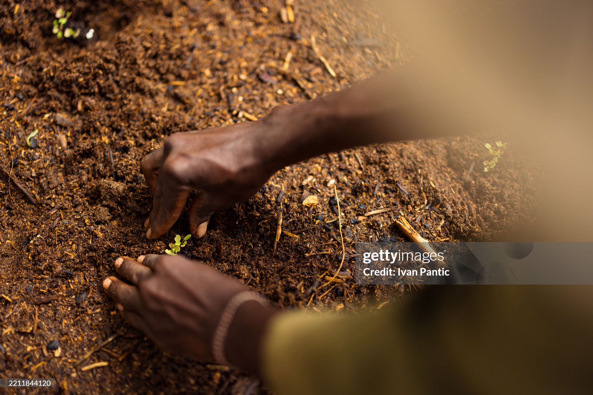 Hands planting a seedling on topsoil