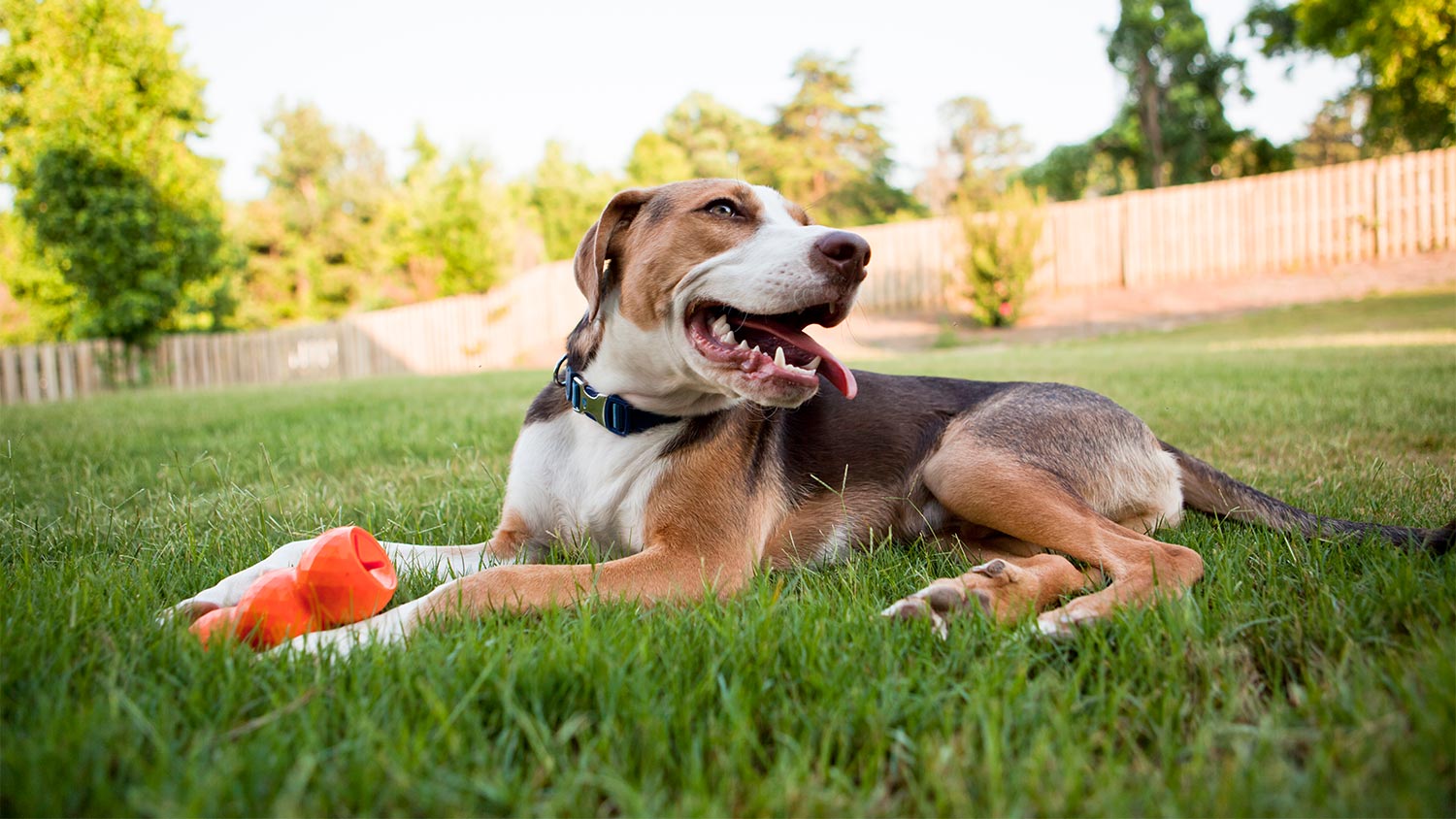 Happy dog in yard grass