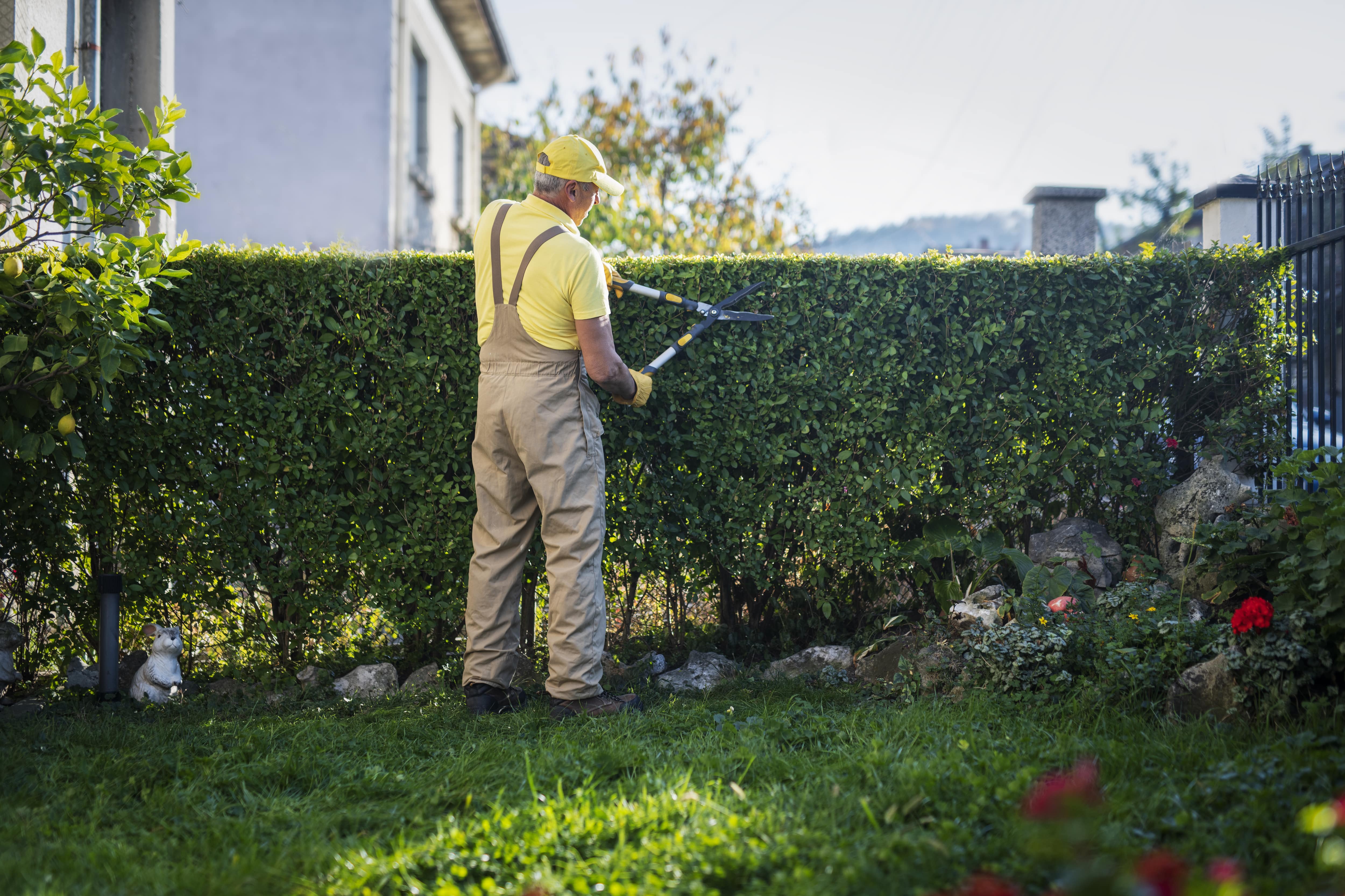 Man trimming sides of hedges with hedge shears