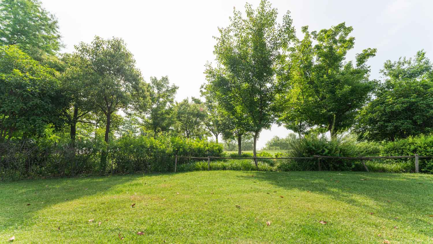 A land with grass and trees
