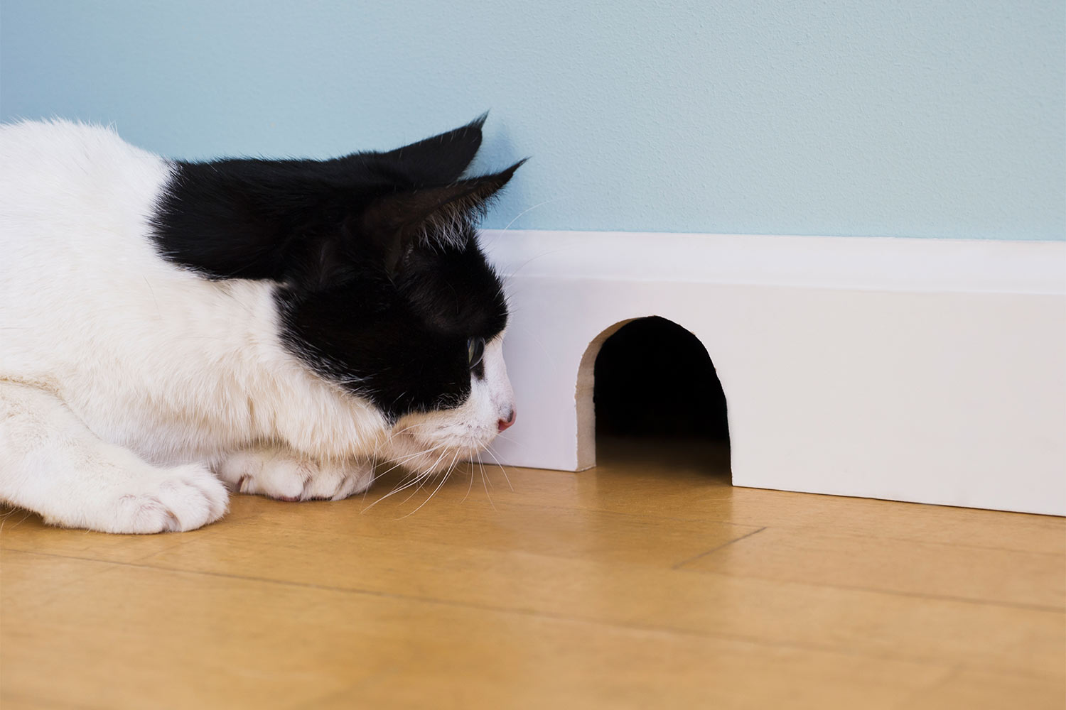 Cat watching mouse hole