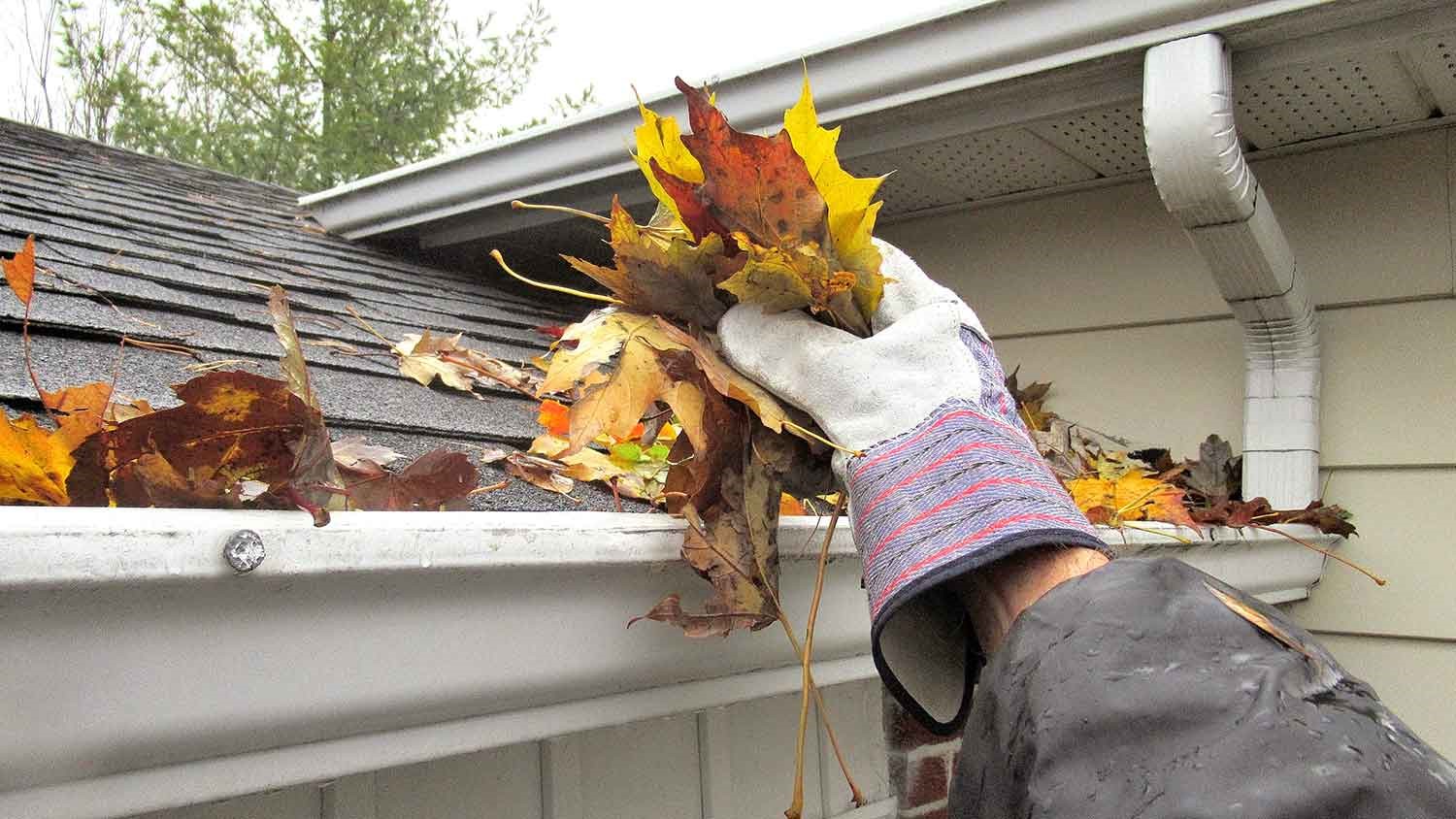 Person removing autumn leaves from the gutters 
