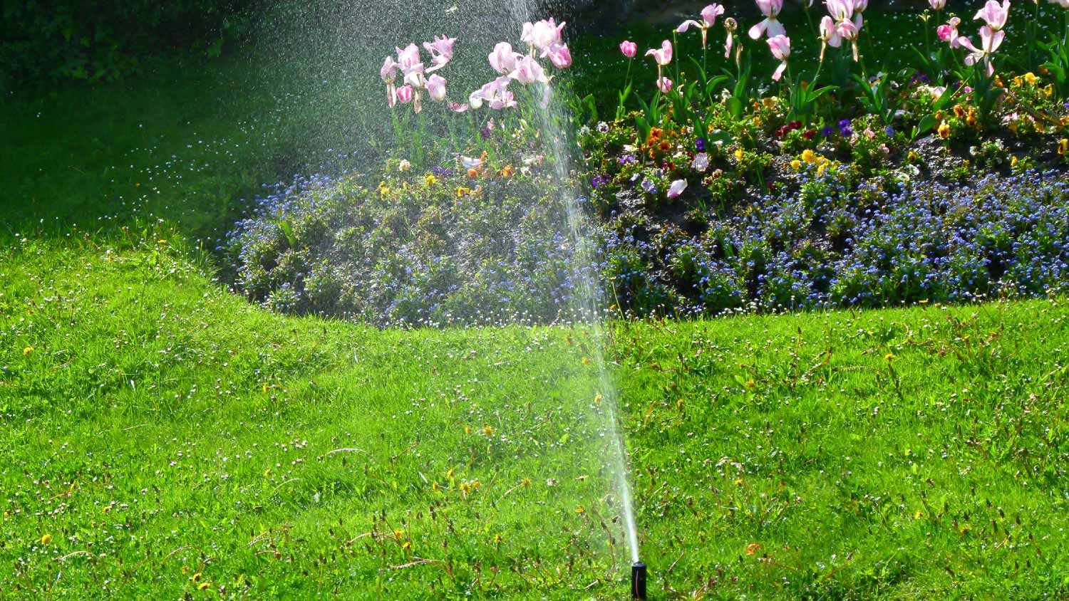 A sprinkler watering grass and a flower bed