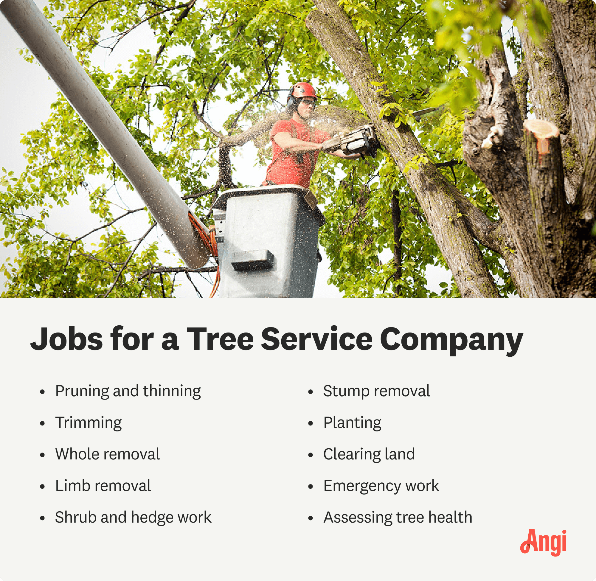10 tree service jobs that a certified tree pro can perform, including trimming, planting, and limb removal