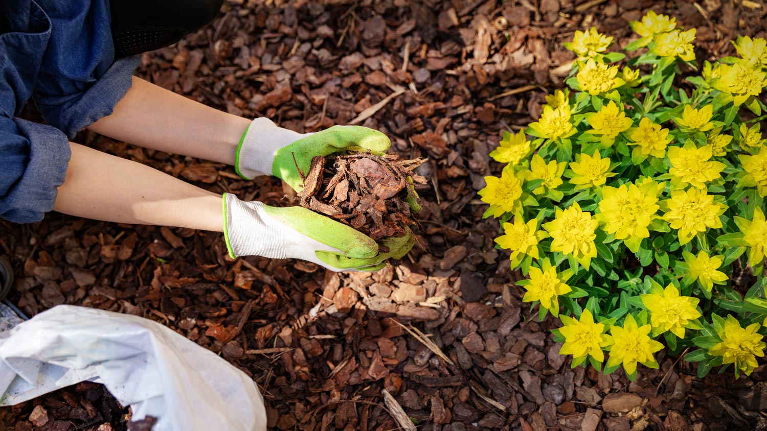 A woman mulching a flower bed